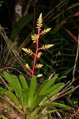 Guzmania rhonhofiana