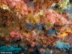 Virididentula dentata