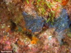 Virididentula dentata