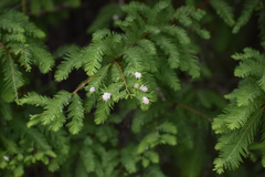 Taxodiomyia cupressiananassa