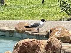 Leucophaeus atricilla