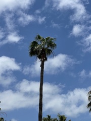 Washingtonia robusta