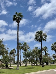 Washingtonia robusta