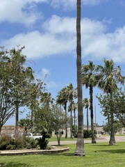 Washingtonia robusta