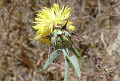 Centaurea sicula