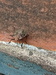 Pentatoma rufipes