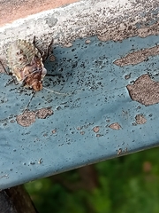 Pentatoma rufipes