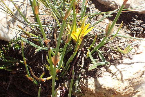 Gazania krebsiana