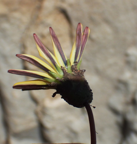 Gazania krebsiana