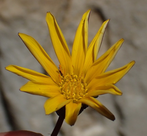 Gazania krebsiana