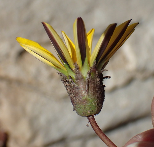 Gazania krebsiana