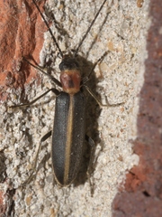 Oxycopis mimetica