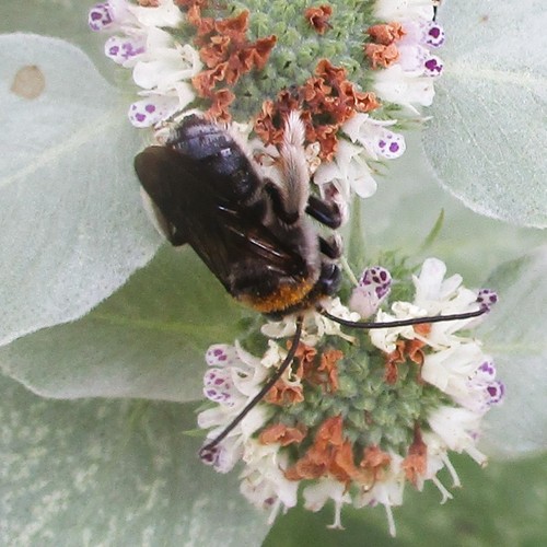 Two-spotted Longhorn Bee photographed in South Carolina