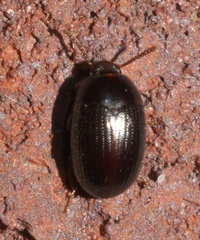 Platydema micans