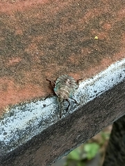 Pentatoma rufipes