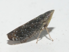 Scaphytopius frontalis