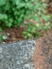 Pentatoma rufipes