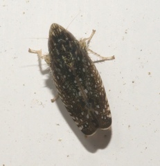 Scaphytopius frontalis