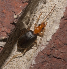 Brachinus adustipennis