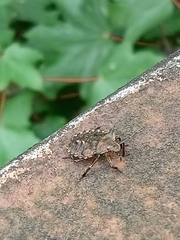 Pentatoma rufipes