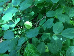 Staphylea trifolia