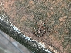 Pentatoma rufipes