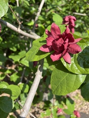 Calycanthus