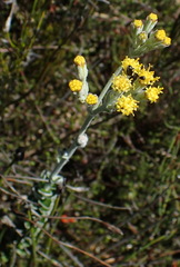 Senecio pauciflosculosus