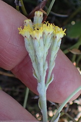 Senecio pauciflosculosus