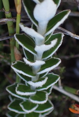 Senecio pauciflosculosus