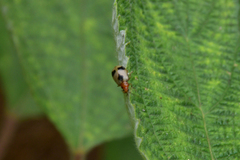 Paridea angulicollis