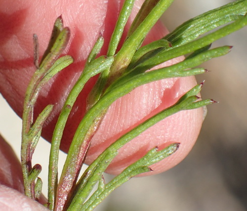 Image of Ursinia heterodonta by (c) Nicola van Berkel, some rights reserved (CC BY-SA)