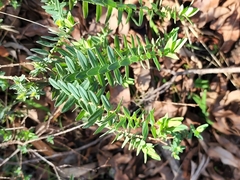 Pimelea ciliata