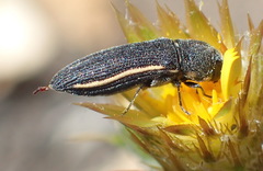 Acmaeodera gracilis