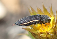 Acmaeodera gracilis