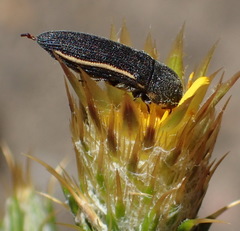 Acmaeodera gracilis