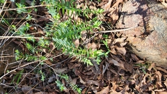 Pimelea ciliata