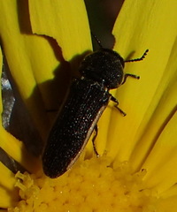 Acmaeodera gracilis
