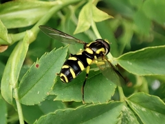 Xanthogramma pedissequum