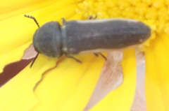 Acmaeodera gracilis