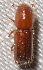 Xyleborus