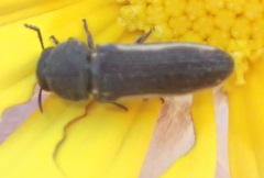 Acmaeodera gracilis