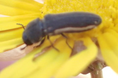 Acmaeodera gracilis