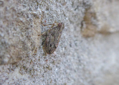 Issus coleoptratus