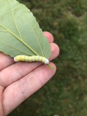 Pyreferra hesperidago