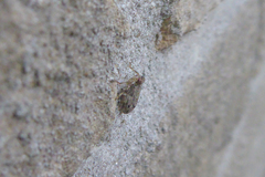 Issus coleoptratus