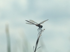 Brachymesia