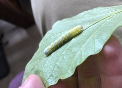 Pyreferra hesperidago