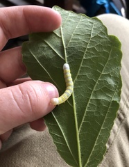 Pyreferra hesperidago