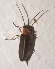 Oxycopis mimetica